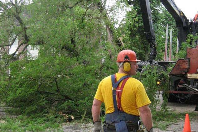 Rooien ,kappen van bomen in Giessen